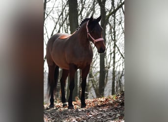 Other Breeds, Mare, 7 years, 14,1 hh, Brown