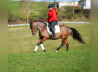 Other Breeds, Mare, 7 years, 14,1 hh, Brown