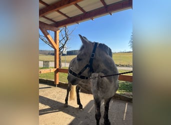 Other Breeds, Mare, 7 years, 14,1 hh, Grey