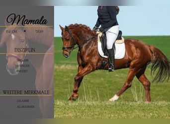 Other Breeds, Mare, 7 years, 14,3 hh, Chestnut