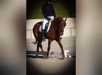 Other Breeds, Mare, 7 years, 14,3 hh, Chestnut