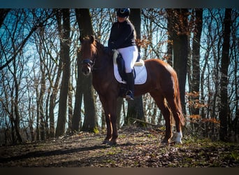 Other Breeds, Mare, 7 years, 14,3 hh, Chestnut