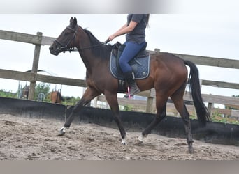 Other Breeds, Mare, 7 years, 15.1 hh, Bay-Dark