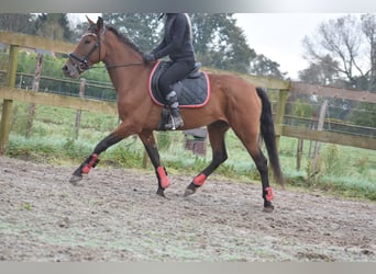 Sonstige Rassen, Stute, 7 Jahre, 15,1 hh, Rotbrauner