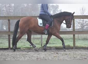 Other Breeds, Mare, 7 years, 15,1 hh, Brown