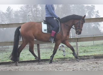 Other Breeds, Mare, 7 years, 15,1 hh, Brown