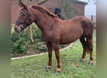 Other Breeds, Mare, 7 years, 15,1 hh, Chestnut-Red