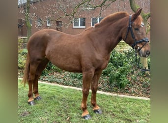 Other Breeds, Mare, 7 years, 15,1 hh, Chestnut-Red