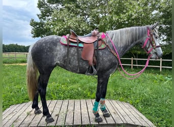 Other Breeds, Mare, 7 years, 15.1 hh, Grey-Dapple