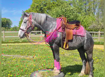 Other Breeds, Mare, 7 years, 15.1 hh, Grey-Dapple