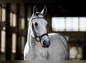 Other Breeds Mix, Mare, 7 years, 15,2 hh, Gray