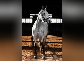 Other Breeds Mix, Mare, 7 years, 15,2 hh, Gray