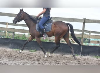 Other Breeds, Mare, 7 years, 15,1 hh, Bay-Dark