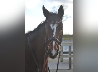Other Breeds, Mare, 7 years, 15,2 hh, Brown