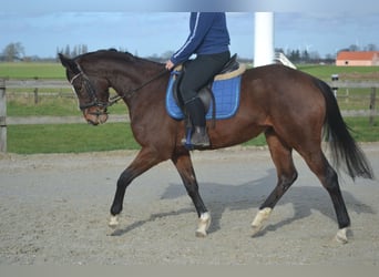 Other Breeds, Mare, 7 years, 15,2 hh, Brown