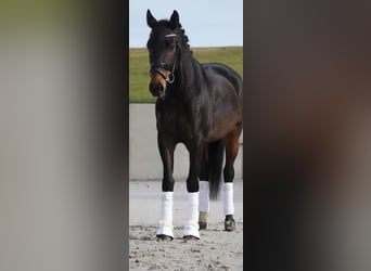 Other Breeds, Mare, 7 years, 16 hh, Brown