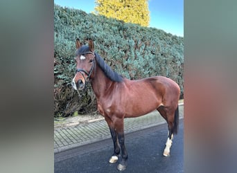 Other Breeds, Mare, 7 years, 16 hh, Brown