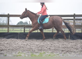 Other Breeds, Mare, 7 years, 16 hh, Chestnut-Red