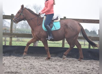 Other Breeds, Mare, 7 years, 16 hh, Chestnut-Red