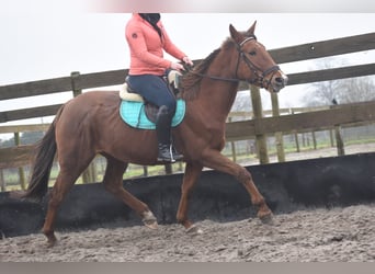 Other Breeds, Mare, 7 years, 16 hh, Chestnut-Red