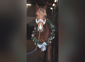 Other Breeds, Mare, 7 years, 16 hh, Chestnut-Red