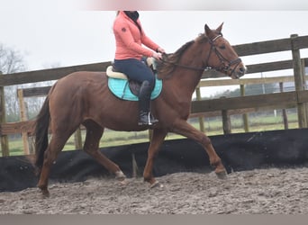 Other Breeds, Mare, 7 years, 16 hh, Chestnut-Red