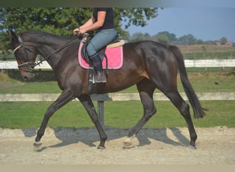 Other Breeds, Mare, 7 years, 16,1 hh, Smoky-Black