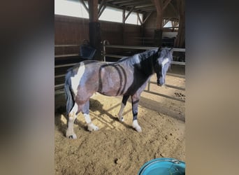 Other Breeds, Mare, 8 years, 12.2 hh, Black