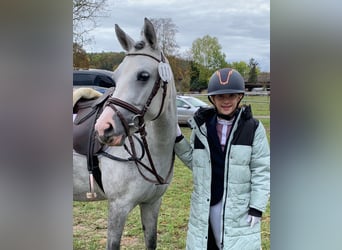 Other Breeds, Mare, 8 years, 13,1 hh, Gray