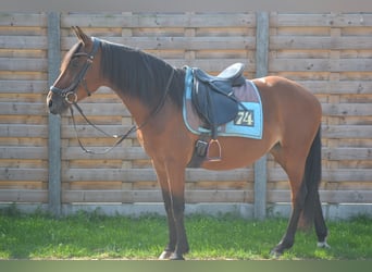 Sonstige Rassen, Stute, 8 Jahre, 14,1 hh, Brauner