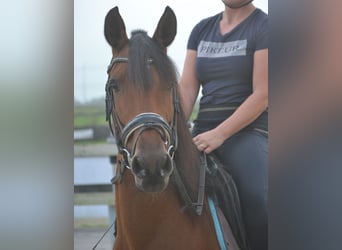 Sonstige Rassen, Stute, 8 Jahre, 14,1 hh, Brauner