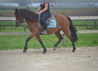 Sonstige Rassen, Stute, 8 Jahre, 14,1 hh, Brauner