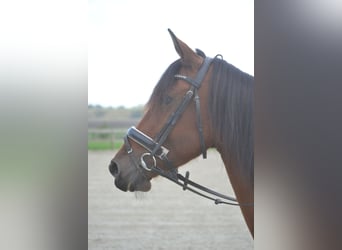 Sonstige Rassen, Stute, 8 Jahre, 14,1 hh, Brauner