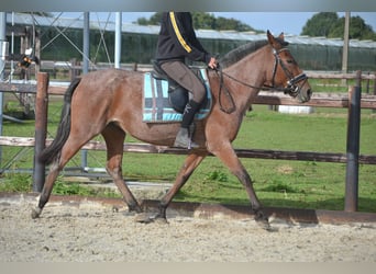 Other Breeds, Mare, 8 years, 14.1 hh, Gray-Red-Tan
