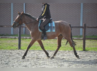 Other Breeds, Mare, 8 years, 14.1 hh, Gray-Red-Tan