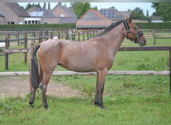 Other Breeds, Mare, 8 years, 14.1 hh, Gray-Red-Tan
