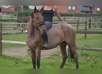 Other Breeds, Mare, 8 years, 14.1 hh, Gray-Red-Tan