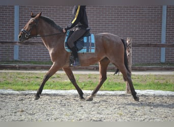 Other Breeds, Mare, 8 years, 14.1 hh, Gray-Red-Tan