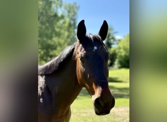 Other Breeds Mix, Mare, 8 years, 14.1 hh, Smoky-Black