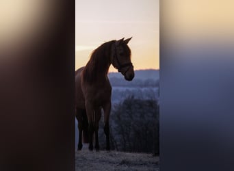 Other Breeds, Mare, 8 years, 14,2 hh, Dun