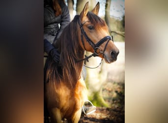 Other Breeds, Mare, 8 years, 14,2 hh, Dun