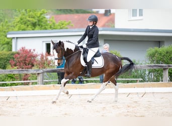 Other Breeds, Mare, 8 years, 14.2 hh, Pinto