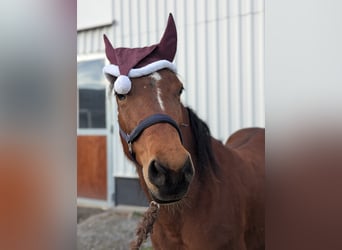 Other Breeds Mix, Mare, 8 years, 14 hh, Brown