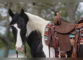 Other Breeds, Mare, 8 years, 14 hh, Pinto