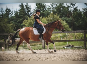 Other Breeds, Mare, 8 years, 14 hh, Pinto