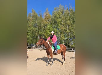 Other Breeds, Mare, 8 years, 14 hh, Pinto