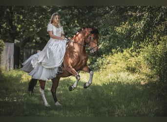 Other Breeds, Mare, 8 years, 14 hh, Pinto