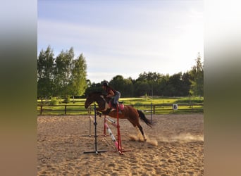 Other Breeds, Mare, 8 years, 14 hh, Pinto