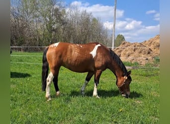 Other Breeds, Mare, 8 years, 14 hh, Pinto