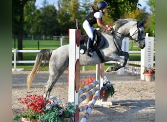 Other Breeds, Mare, 8 years, 14,1 hh, Grey